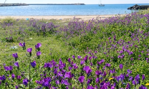 SapxMarevivo's tweet photo. Sapevi che #AdottaUnaSpiaggia è anche in #Sicilia a sostegno di quattro spiagge?
▪︎Spiaggia di Bovo Marina, #Montallegro
▪︎Spiaggia dello Stazzone, #Sciacca 
▪︎Spiaggia di Eraclea Minoa, #CattolicaEraclea 
▪︎Spiaggia di Finale di Pollina, #Palermo 
#smm21 #social4social https://t.co/6odVpKAT06