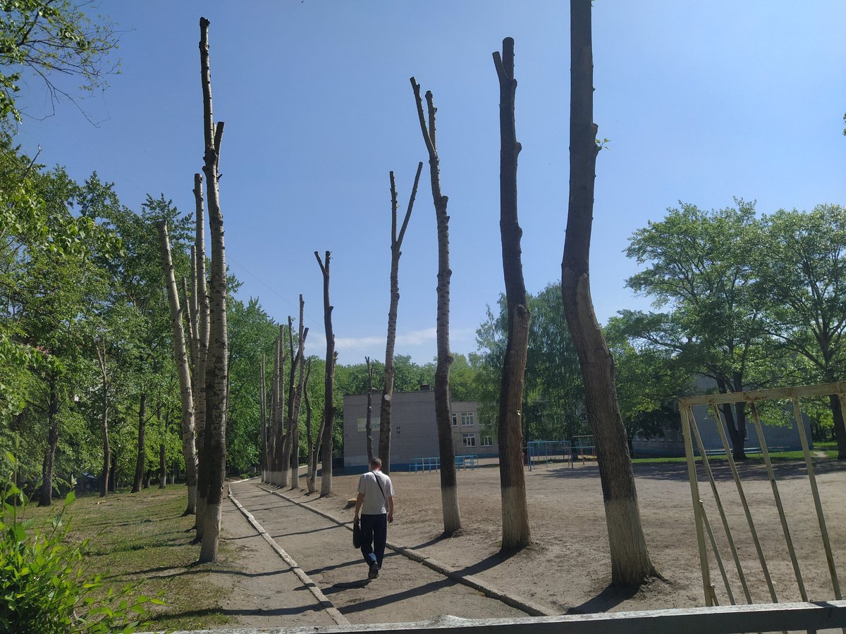 "Дорога к знаниям". 58 школа. #Ульяновск 😭  Да, деревья необходимо обновлять. Но зачем  так-то?!