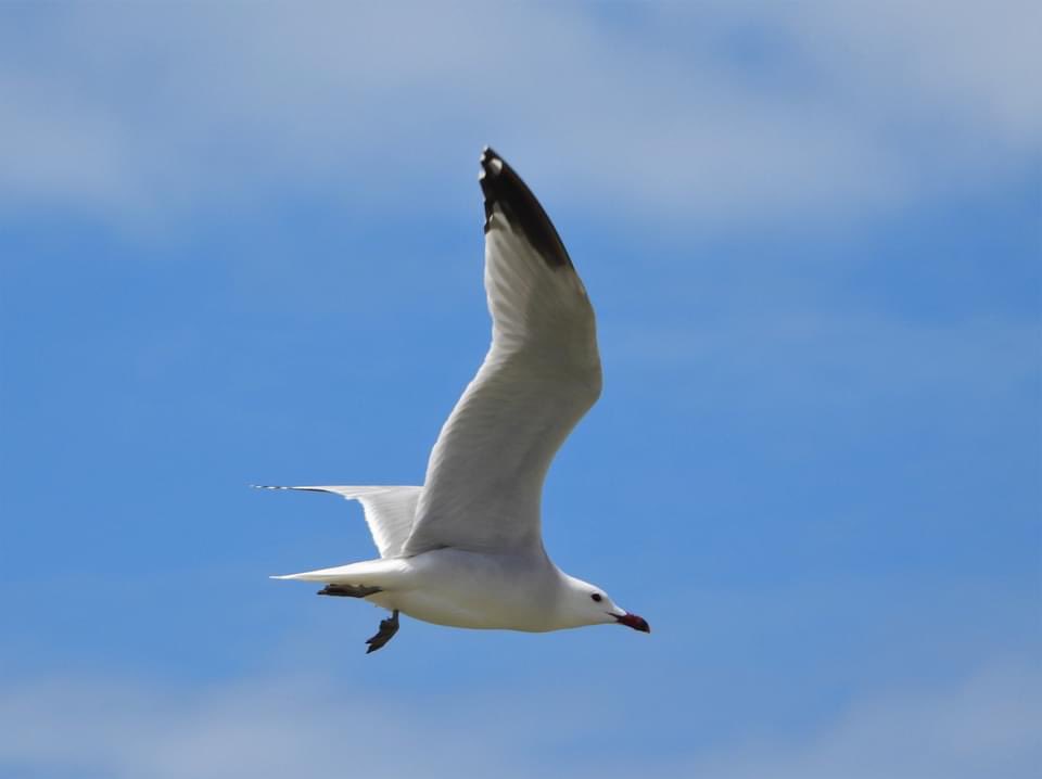 ardeaonlus's tweet photo. Oggi il nostro socio @Bio_Ros82 si è cimentato nel #fotografare i #gabbianicorsi, come potete vedere nella prima #foto purtroppo l’#esemplare presenta una #zampa compromessa da una lenza...

#bird #birdwatching #birdphotography #gabbini https://t.co/0Udkd3sAn3