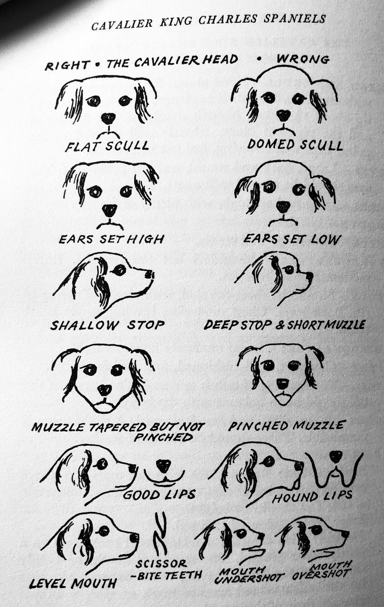 neurovet_clare's tweet photo. Looking at this @Foyles guide  published in 1964 Is a poignant  reminder of how CKCS head shapes have changed even though breed standards have not. The modern Cavalier King Charles Spaniel looks like the dog marked as “wrong” in this breed guide. The old type was still beautiful. https://t.co/rISBztrV0A
