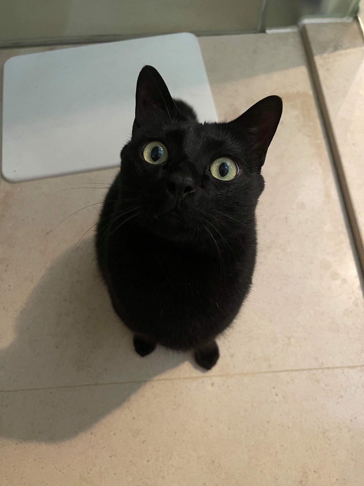 Patricia Lau 僕の名前は黒ちゃんです よろしくお願いします 黒猫 黒猫好き 黒猫好きと繋がりたい 猫写真 猫が好きな人と繋がりたい 猫が好き 可愛い猫 可愛い ネコ ねこ写真 T Co Creczxclka Twitter
