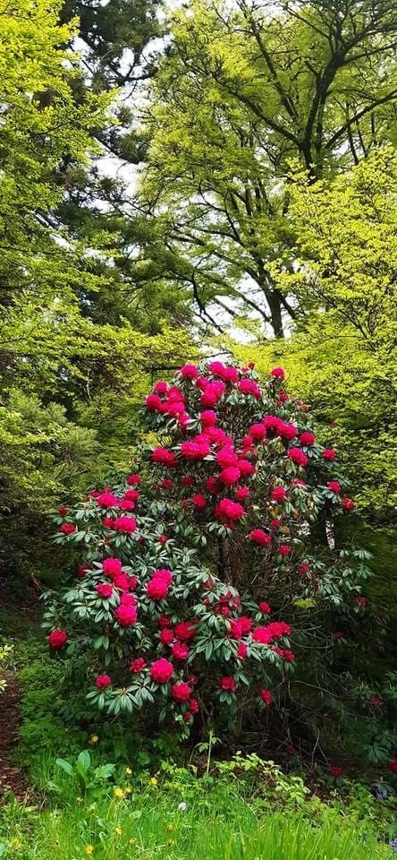 How lovely is our garden, thanks to head gardener Helen Green (inspired by WW, of course...)