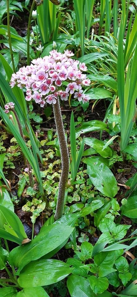 Yours to view, from tomorrow. Book via our website rydalmount.co.uk