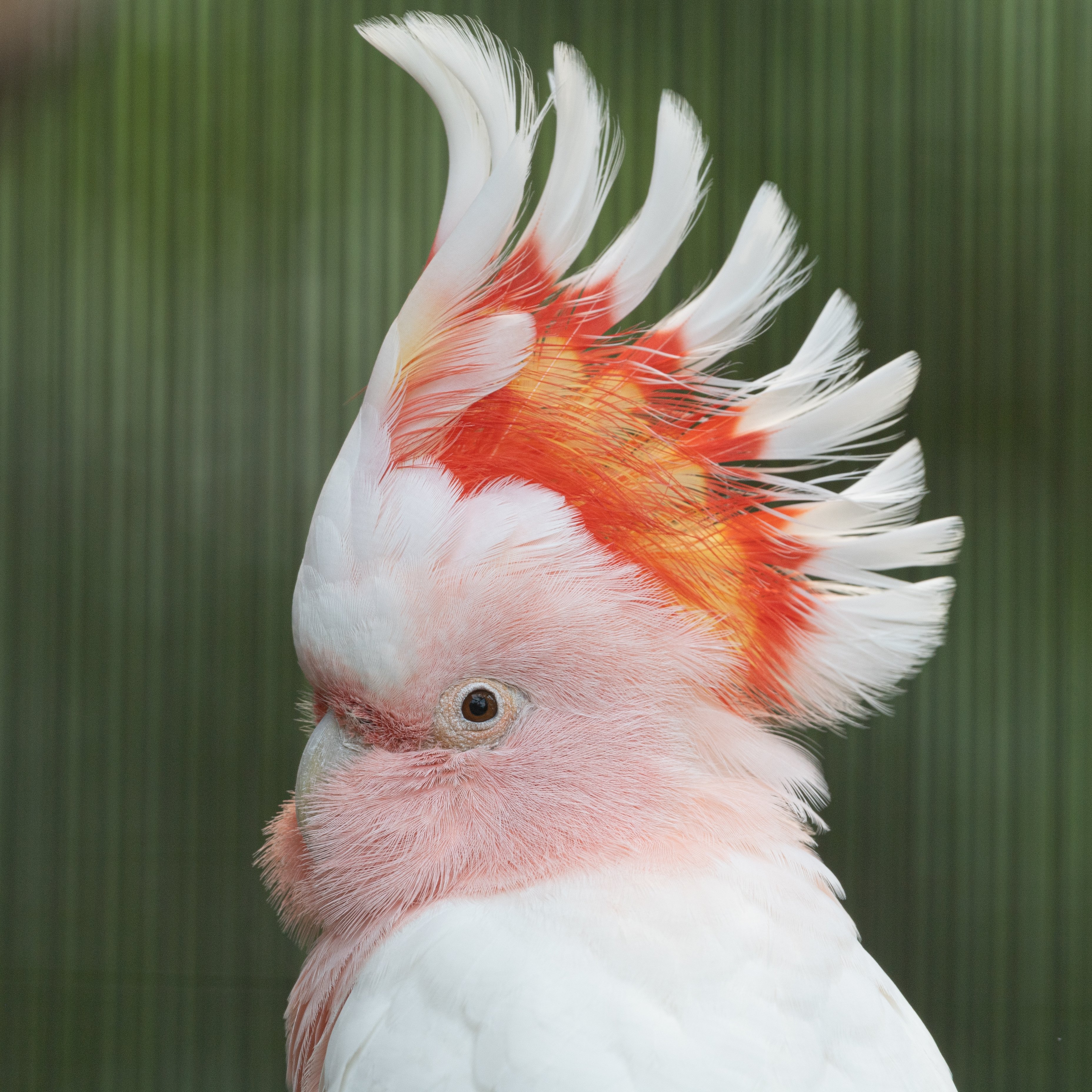 みてるだけよ 世界一美しいオウムの異名は伊達ではない クルマサカオウム キャンベルタウン野鳥の森 T Co Prb234vlk9 Twitter