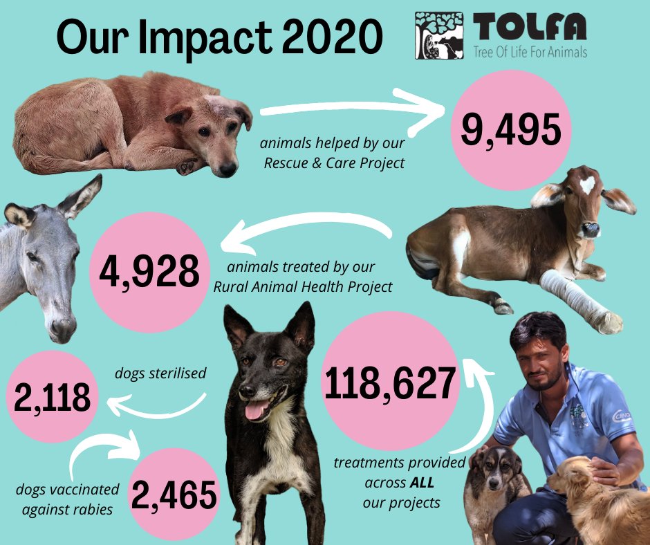 TOLFAcharity's tweet photo. WE DIDN'T GIVE UP IN THE FIRST WAVE & WE WON'T GIVE UP NOW
Last year, despite the pandemic, lockdown, heatwave & monsoon we reached even MORE animals in need than the previous year.
#TeamTOLFA - we are proud of you!
#CovidIndia #SecondWave #India
#TOLFA #HealingFromTheHeart https://t.co/hRg8j6C21R