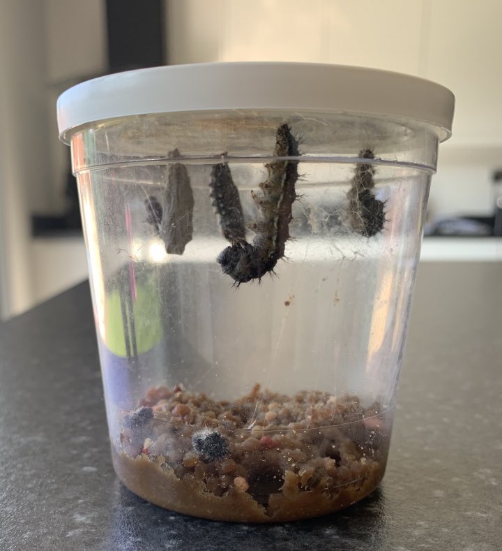 HHA_EYFS's tweet photo. In nursery we have had a delivery of baby caterpillars as part of our growing and life cycle topic! We are so excited to see them grow! @HHA_Dragon  @HHA_Griffin  @HHA_Pegasus @hha_Phoenix @HHA_Head #educationwithcharacter #lifecycles https://t.co/QshcENkenP