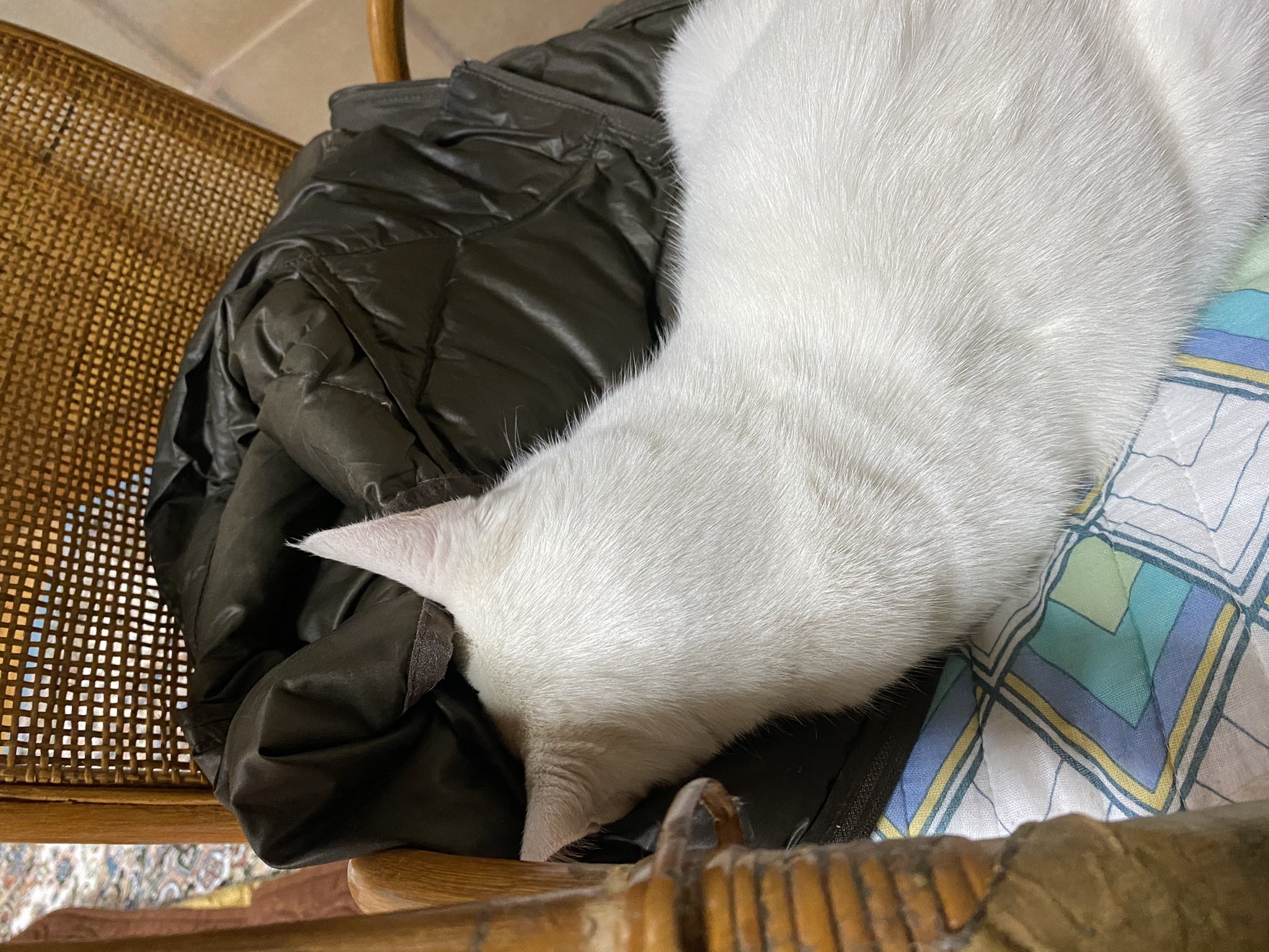 豊國成田不動院 梅雨入りしましたね 猫は土下座ポーズで寝ておりました 猫 動物も頑張っている 可愛い モフモフの服に顔を突っ込むの分かる 気持ち T Co 5gvyz5oy5h Twitter