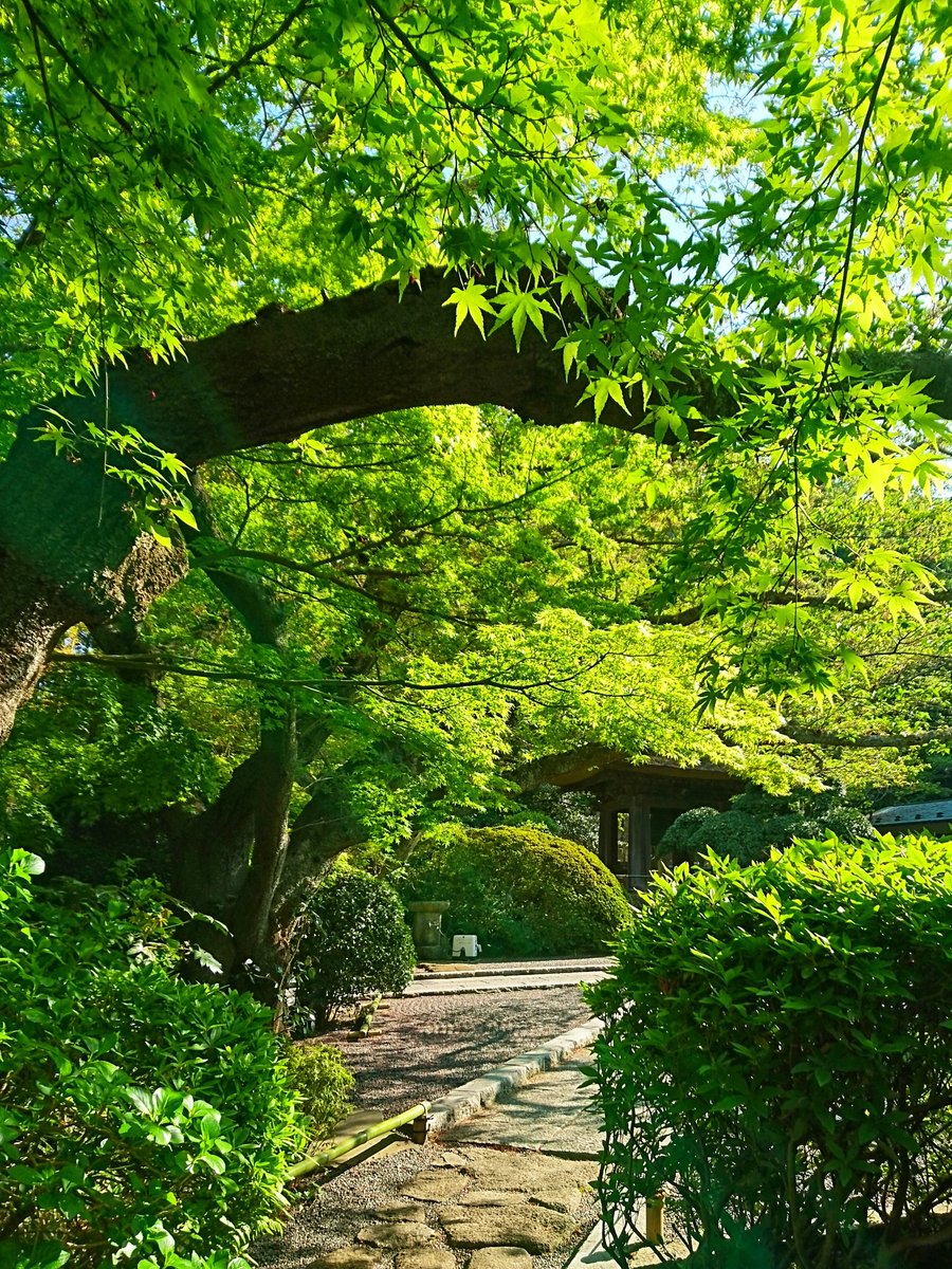 metametal10's tweet photo. 新緑の鎌倉
#写真 #鎌倉 #新緑 #寺 #SOV33 https://t.co/4msiyLDXZb