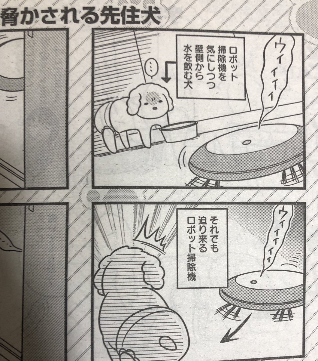 そしてこのタイミングですみません…とっくに発売しておりましたグランドジャンプにて老トイプー掲載されております!
掃除機と闘う老トイプーが載っております!犬の困惑ぶりが大変可愛いです!