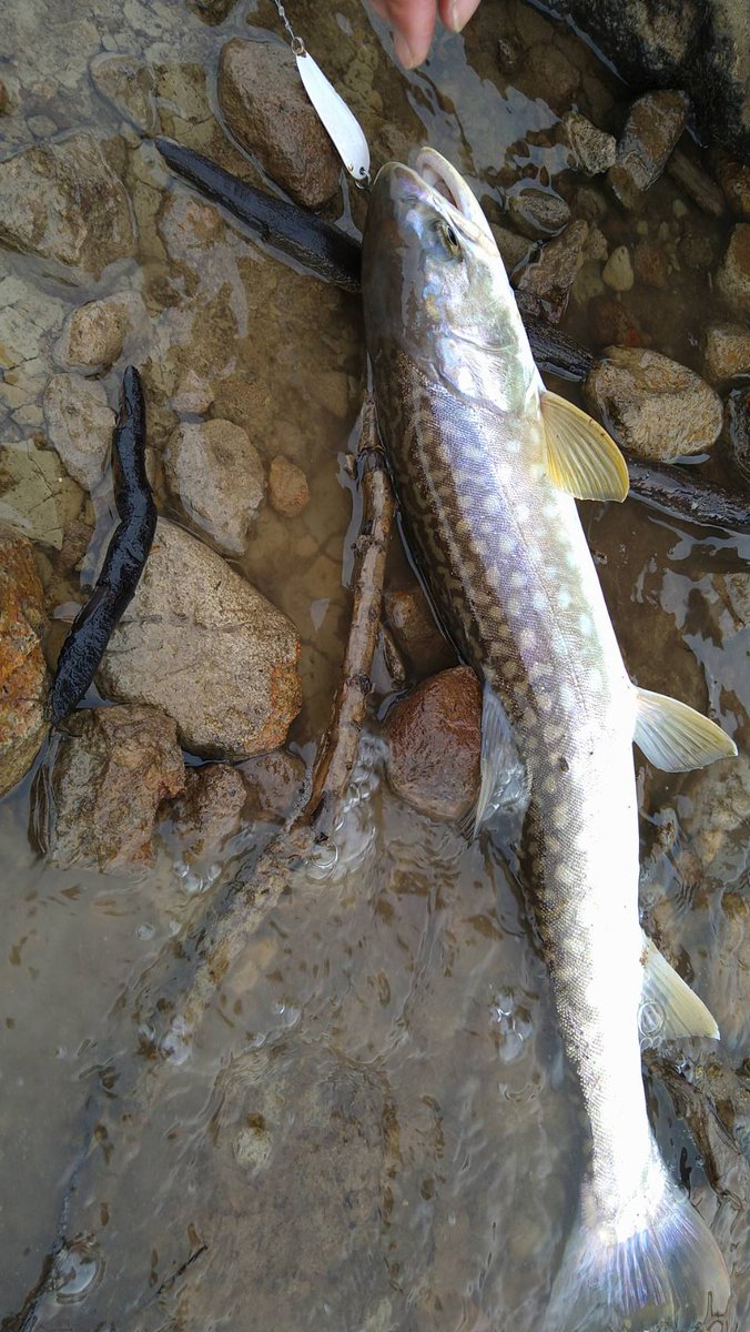 チキンアングラー ワンチキ 北海道 十勝の湖にて 陸封型アメマス釣ってきました 後日youtubeにてup 予定です 今回もアートフィッシングのバイトが活躍しました ルアーフィッシング アメマス エゾイワナ イワナ