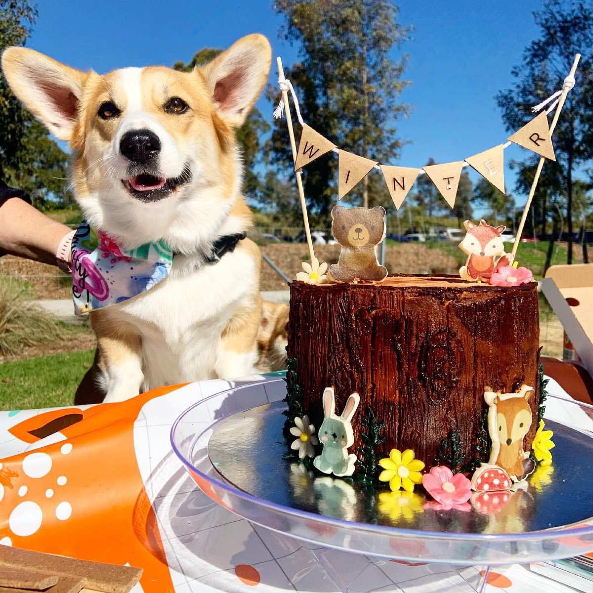 wyarreden's tweet photo. Winter’s 2nd Birthday Party today. Pictures of Winter and peaches. Over 25 corgis came to the party. #Corgi #CorgiNamedWinter #Wyarreden #AustralianCorgi #CorgisInAustralia https://t.co/KFRkf9APyM