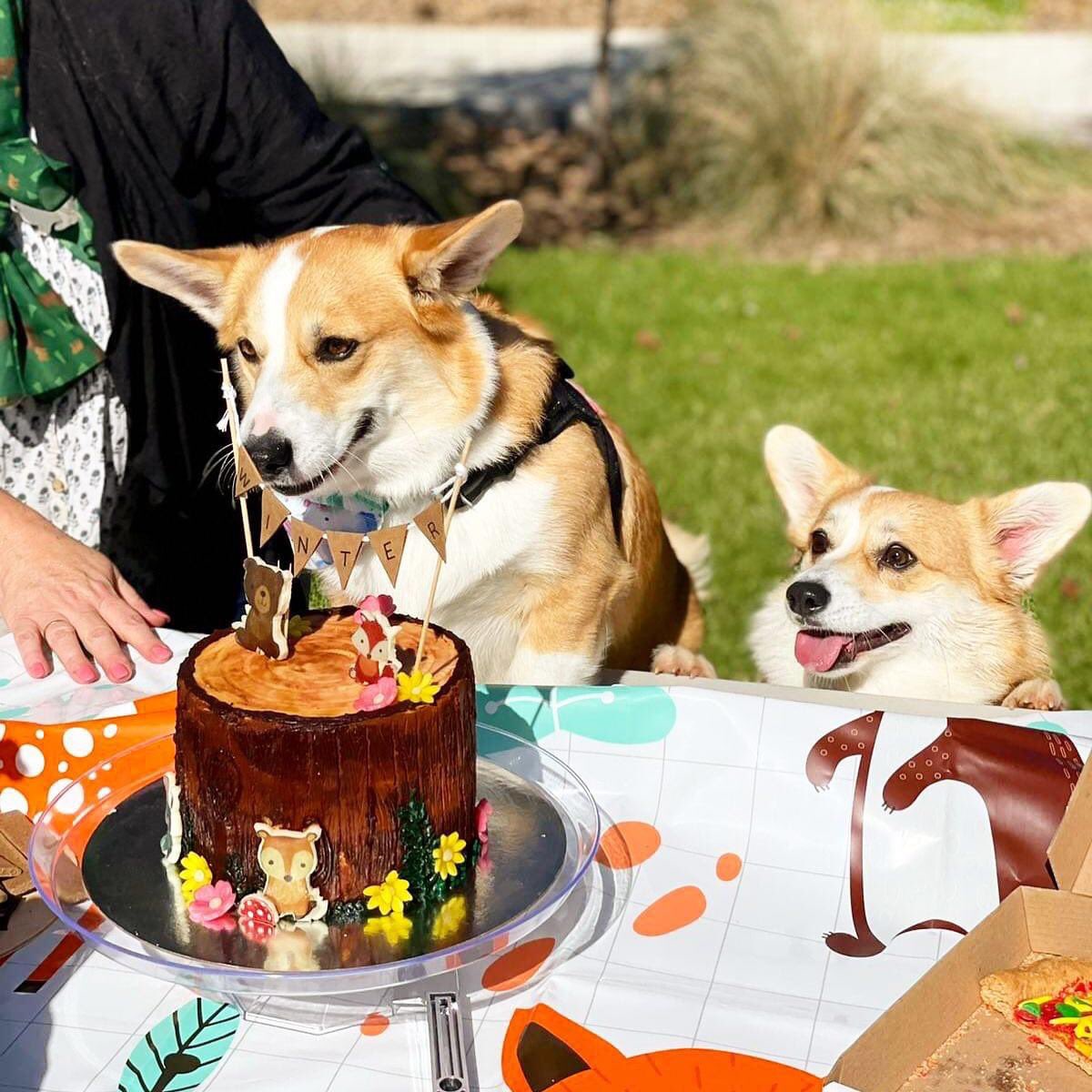 wyarreden's tweet photo. Winter’s 2nd Birthday Party today. Pictures of Winter and peaches. Over 25 corgis came to the party. #Corgi #CorgiNamedWinter #Wyarreden #AustralianCorgi #CorgisInAustralia https://t.co/KFRkf9APyM