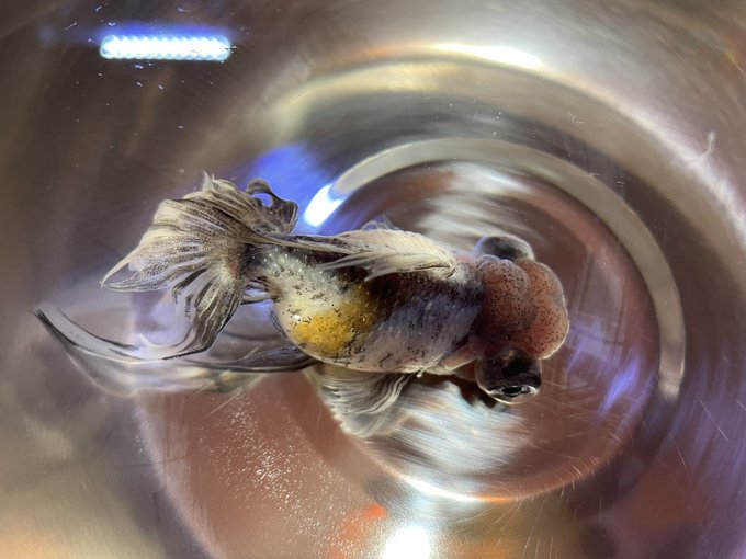 坂本ちゃんさん がハッシュタグ 金魚 をつけたツイート一覧 1 Whotwi グラフィカルtwitter分析 坂本ちゃんさん がハッシュタグ 金魚 をつけたツイート一覧 1 Whotwi グラフィカルtwitter分析
