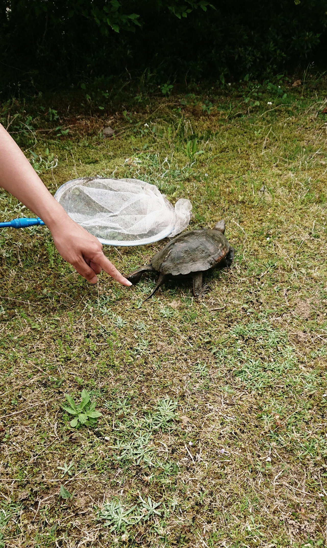 小林寛和 よぉー カメざんまい カメのポケモン集めてみました 野生の亀もゲット すぐ逃がしました ポケモン ゼニガメ カメール カメックス カムカメ カジリガメ イラスト ゲットだぜ カメ 亀 T Co Hne7rkp1ob Twitter