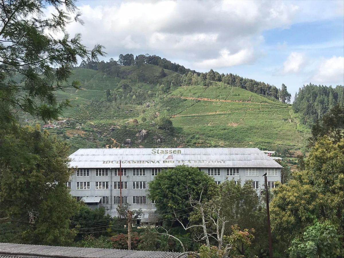 Environmentally Respectful Organic Tea | Save 20% - mailchi.mp/pmdtea.co.uk/o…