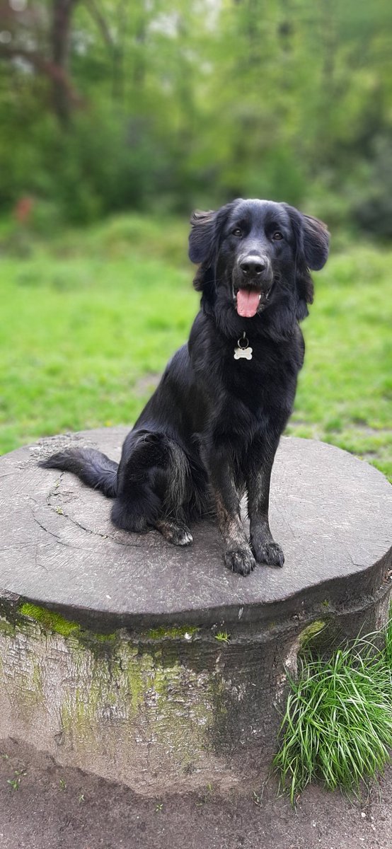 irisphilippo's tweet photo. Weer heerlijk gewandeld met deze leukerd #Ischa #wandelen @KNGFGeleidehond #puppypleeggezin #vrijwilligerswerk https://t.co/ezgPRBkQ6D