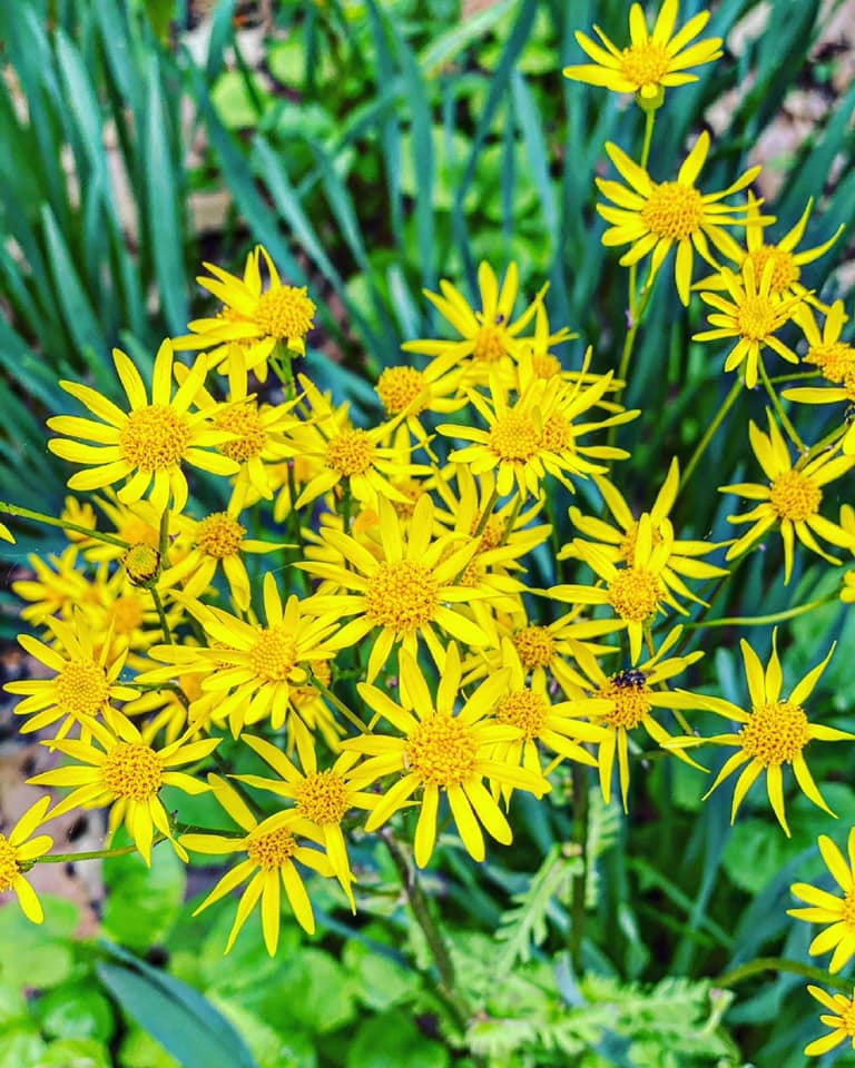 Here are some sunny flowers for your Sunday! ☀️

#goldenragwort #bartlettarboretumandgardens #stamford #connecticut #sundayfunday