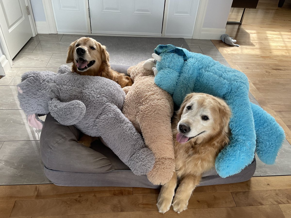 lynn2wine's tweet photo. Mum!!! We need a bigger bed 😂😂😂
#dogsoftwitter 😋😛😁❤️ https://t.co/BRfmHU0oD8