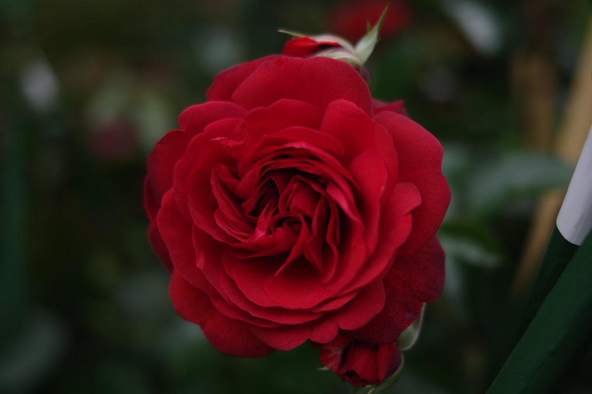 kerotto_3's tweet photo. FA31で薔薇を撮る
すべて絞り開放で。。。
CIは雅とかナチュラルかな。
PENTAX K-3 Mark Ⅲ+smc FA43mm Limited
#PENTAX #PENTAX_K3iii #PENTAXK3iii
#smcFA43mmLImited #FA43 #FA43Ltd #FA43Limited
#薔薇
#花 https://t.co/rFDCZM5CXq
