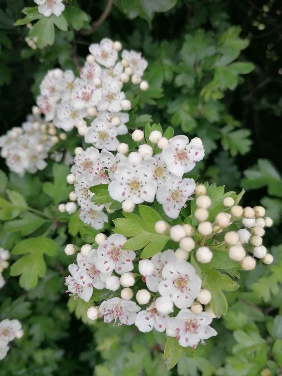 #Hawthorn simply stunning around our garden #SpeciesADay #Louth #FarmingForBiodiversity