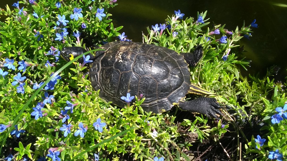 c3_toc's tweet image. Ein Bett im Kornfeld ähhhmm Blumenbeet