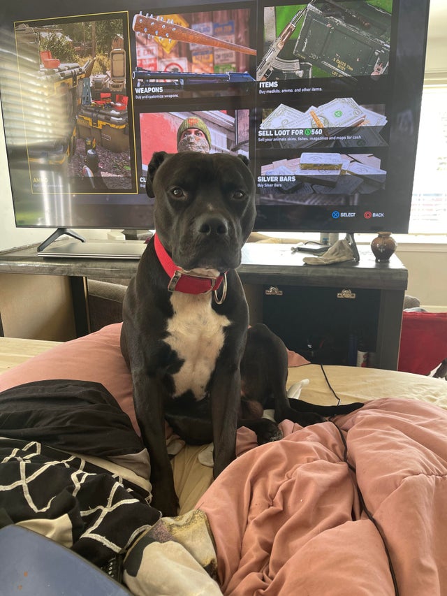MaryCMiller7's tweet photo. This guy I rescued when he was a puppy.  ❣️ 😎😎😎😎 
#pitbull #pitbullsofinstagram #pitbulls #pitbulllove #pitbulladvocate #pitbullsofig #pitbullpuppy #pitbulllife #pitbullmom #pitbullsofficial #pitbullmix #pitbullinstagram #pitbulllover #pitbullgram #pitbulllovers https://t.co/uHrinq7m17