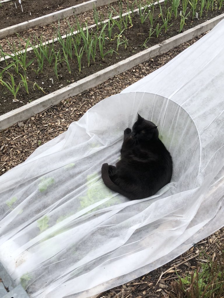 Tommy Tønsberg tweet media