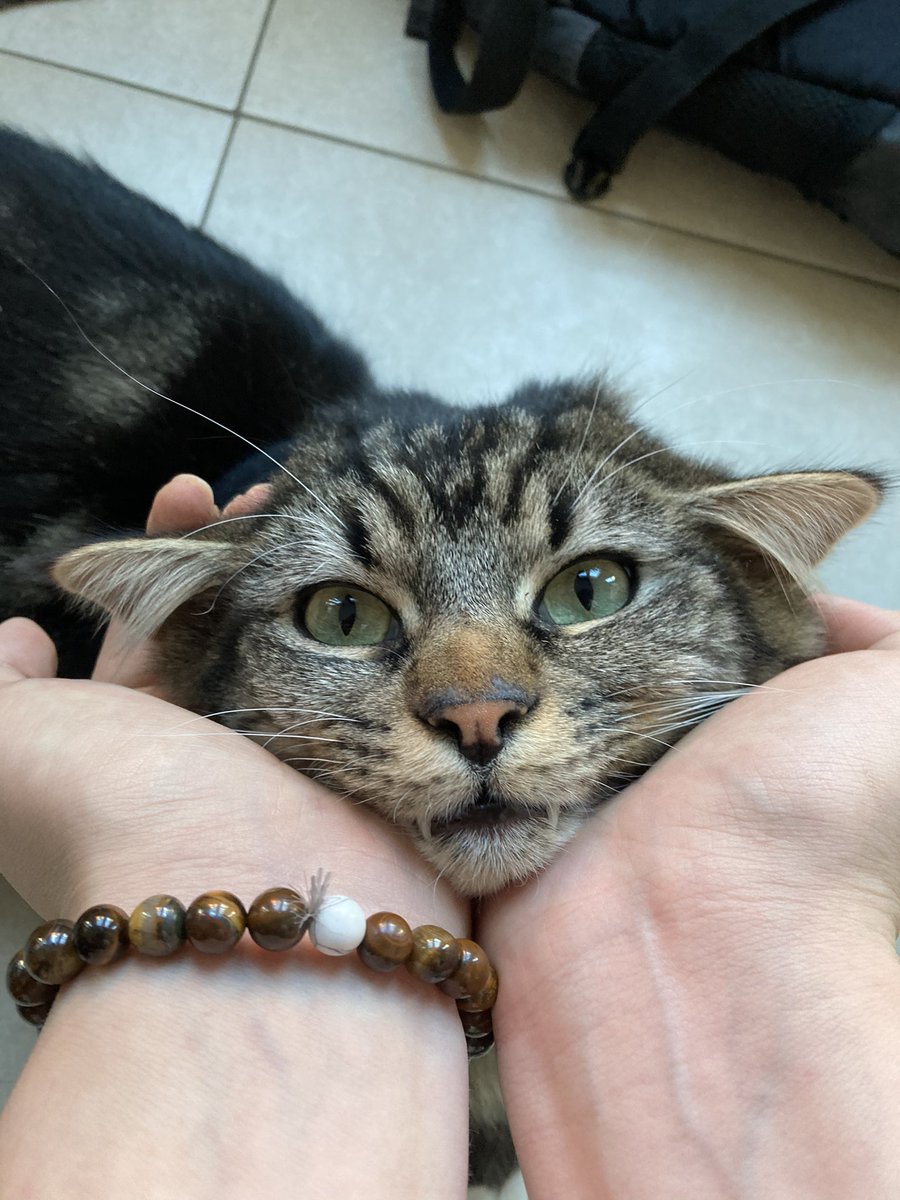 FilouTheCat1's tweet photo. I can’t express my words right now of sadness, our dearest Mickey got a seizure/heart attack (we don’t even know 🥺🥺) and within 10 seconds he was gone :(((( he will be missed more than is possible my heart hurts so much... #ByeMickey #CatsOfTwitter https://t.co/Bn4ylGm45b