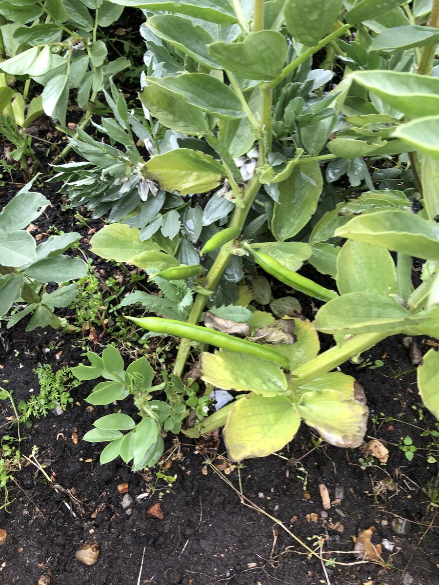 DanRunning's tweet image. The broad beans are coming along nicely. I think they’re enjoying the rain.