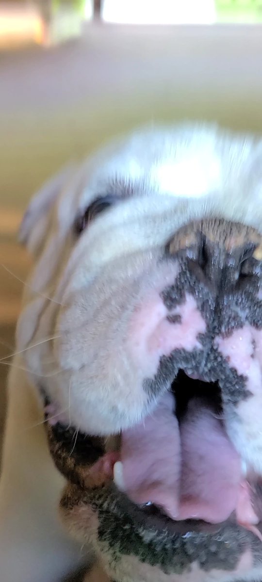 PepperThor's tweet photo. In the Mouth of Madness &amp; Snoot 🐽 #PepperThor #CrustAssBeast #DogsofTwittter #Alabama #EnglishBulldog https://t.co/0eIxu5oRS2