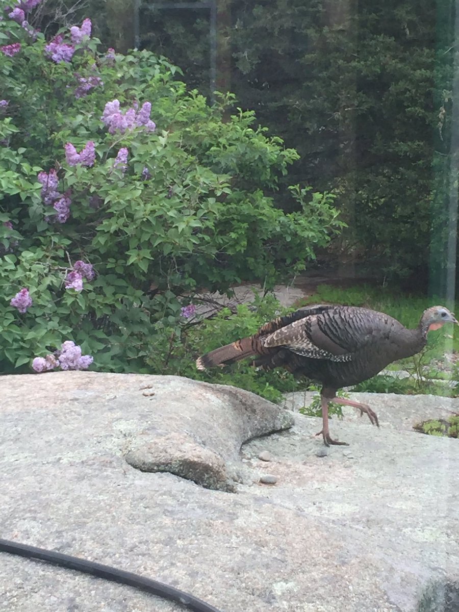 RevAnneCapeAnn's tweet photo. Turkey update. #LoveStories #SpringtimeRomance not so #SmallBeauties this is happening outside our front door. https://t.co/LGbYDlinz0