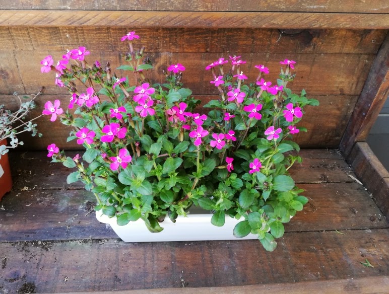 Plantas y flores tweet media