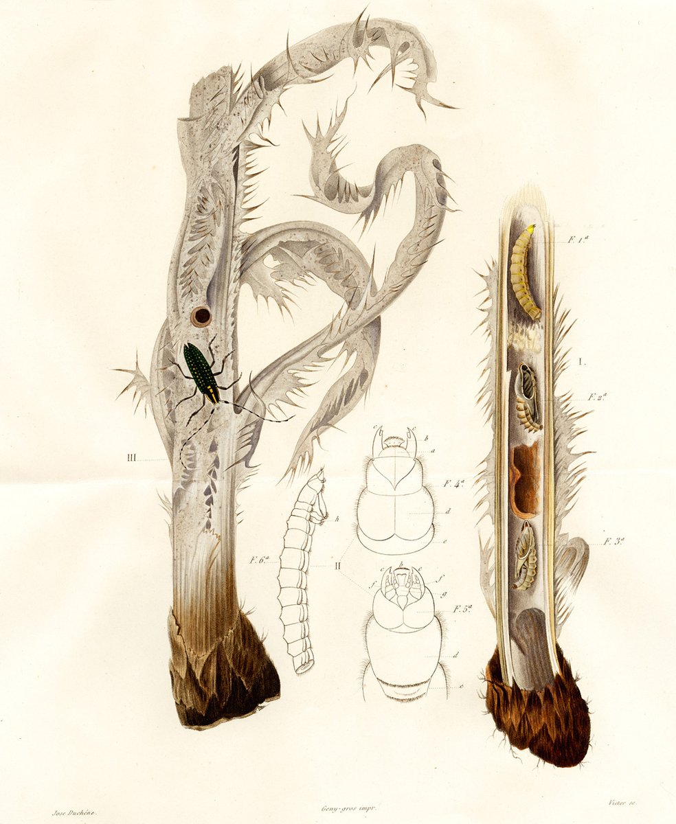 MNCN_Col's tweet photo. #250MNCN The director of MNCN #Graells regretted that the study of insect larvae had not generally received as much attention from entomologists as that of their adult stage. In 1850 he described the #metamorphosis of the longhorn beetle (Agapanthia irrorata). #Beetles #SciArt https://t.co/9PUiRHi4O0