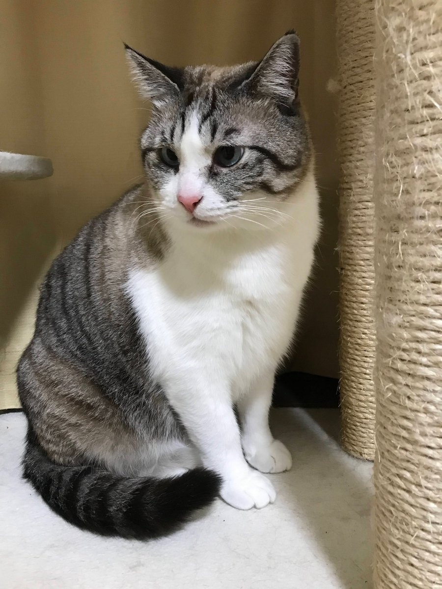 シャムネコ図鑑 トラシャム 白ブチ キジ白シャム Min T ミント