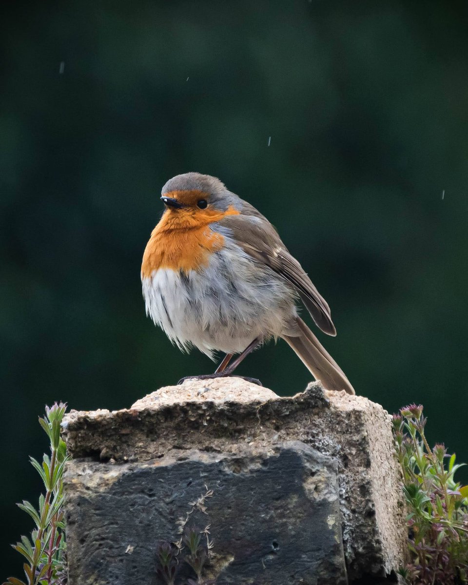 Robins will always be my favourite garden visitor.

#TwitterNatureCommunity #MoreBirdsLessPolitics #robins #NaturePhotography #britishwildlife #springwatch