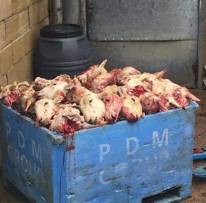 PieterseMarc's tweet photo. Omdat mensen dieren eten …krijg je dit soort plaatjes 😭

Eet jij nog dierlijke producten?

#BeWise💚#BeVegan🌱 https://t.co/4u7ddBNXi5