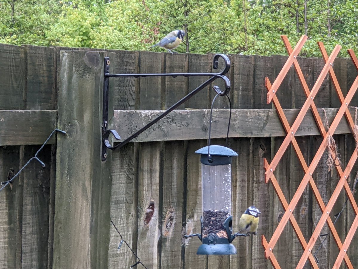 This is the best picture so far of Cloud &amp; Claude, our garden's cutest set of proud new blue tit parents, here shown taking it in turns to munch on their favourite snack, black sunflower seeds
