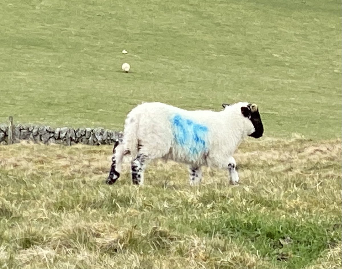 glen_scotia's tweet photo. It’s an omen #Blue55 https://t.co/TZC0yAMhmD