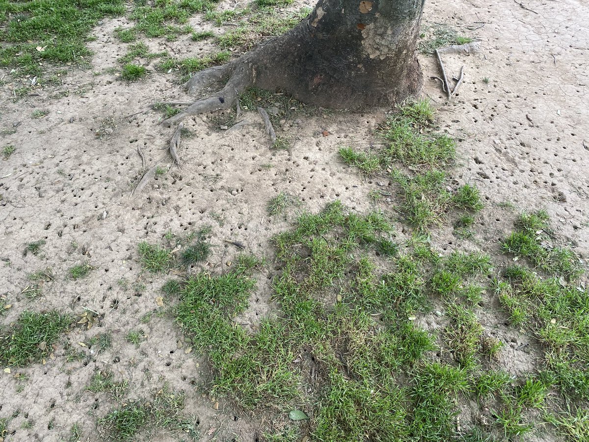 Annette Thomson tweet media