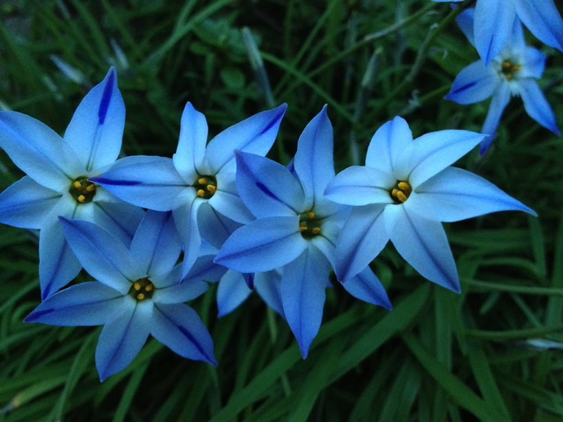 世界の花図鑑 イフェイオン 星形の花が1輪ずつ咲き誇る花 寝るときにイフェイオンの花びらを枕の下に置いて 好きな人を夢に見たら両想いという花占いが存在します 花言葉は 星に願いを T Co Unboildn Twitter 世界の花図鑑 イフェイオン 星形の花が1輪ずつ咲き誇る花 寝るときにイフェイオンの花びらを枕の下に置いて 好きな人を夢に見たら両想いという花占いが存在します 花言葉は 星に願いを T Co Unboildn Twitter