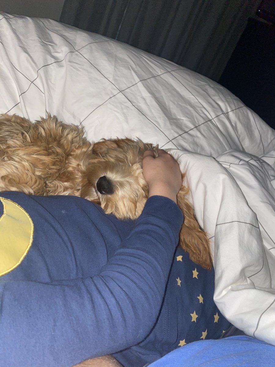 Ruby_RedPanda's tweet image. We agree, Ruby has the biggest beard in the house