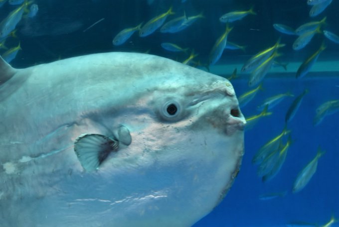 水槽のtwitterイラスト検索結果