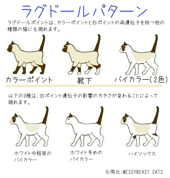 ラグドールパターン