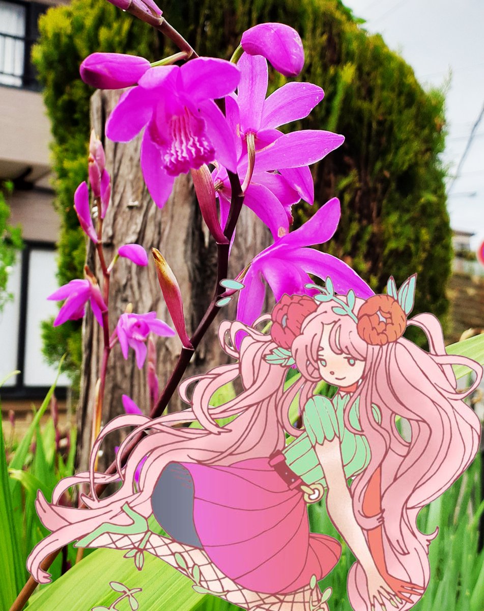 かろやかにシャワン S Tweet 5月17日の誕生花は紫蘭 しらん 花言葉は あなたを忘れない 楽しい語らい 下向きの花がとっても鮮やかで可愛い紫蘭 楽しい語らいでもしましょうか 紫蘭なんてシランよ 大変失礼しました 5月17日 誕生花