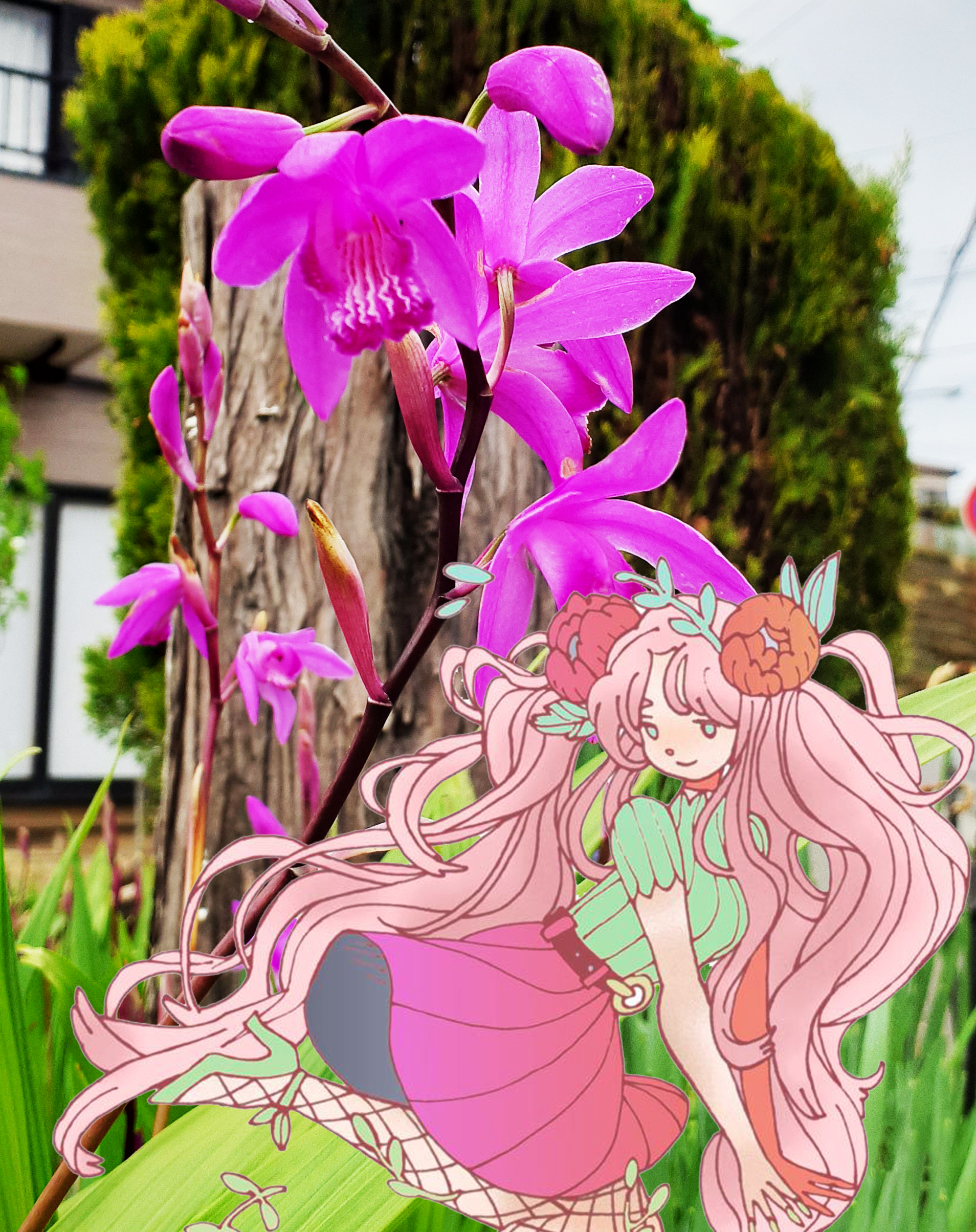 かろやかにシャワン 5月17日の誕生花は紫蘭 しらん 花言葉は あなたを忘れない 楽しい語らい 下向きの花がとっても鮮やかで可愛い紫蘭 楽しい語らいでもしましょうか 紫蘭なんてシランよ 大変失礼しました 5月17日 誕生