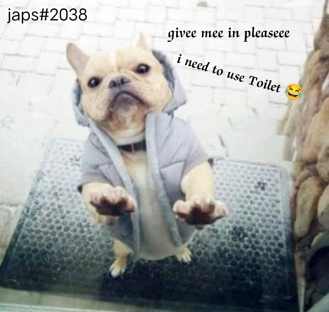 SongOf_Soul's tweet photo. @CoinFrenchie $FRENCH $SOL #Solana #FrenchieMemeComp #Airdrop @CoinFrenchie
๐๐ If you have a frenchie .. its will be funny guyss... ๐๐ https://t.co/RcfNmYOyum https://t.co/OM9Szc8Y7E