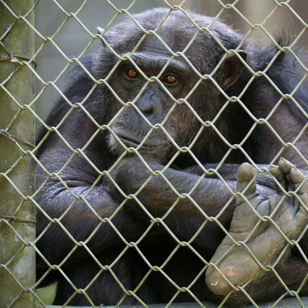 #ICYMI: the #CaptivePrimateSafetyAct was reintroduced in the U.S. House & Senate last week! Ask your lawmakers to cosponsor this important bipartisan bill to protect #primates and the public from the cruelty and dangers inherent in the #ExoticPet trade: ow.ly/qcKF50EM2Ot