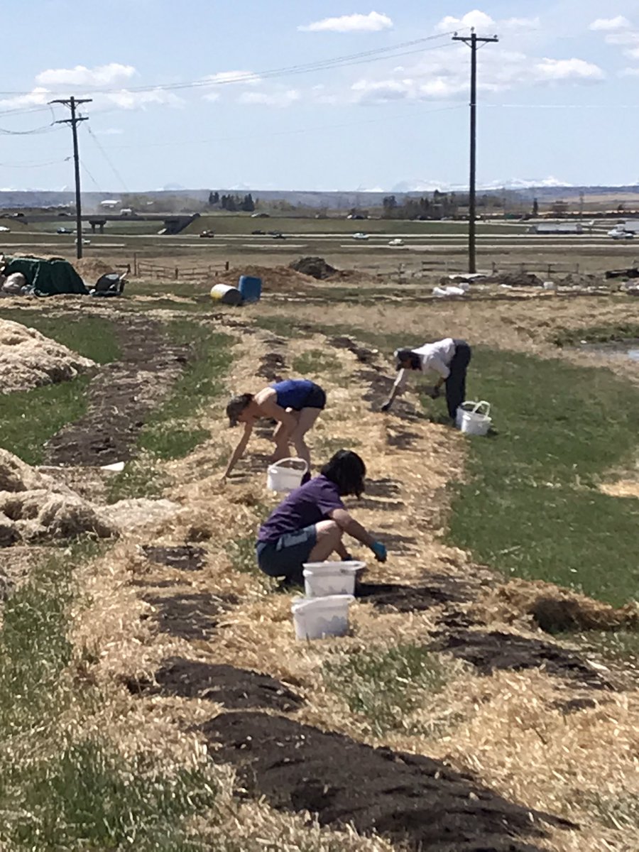 GrowCalgary's tweet photo. Our 8th Bday Celerybration included planting 420lbs of seed potatoes! #yyc https://t.co/anP7kIX36O