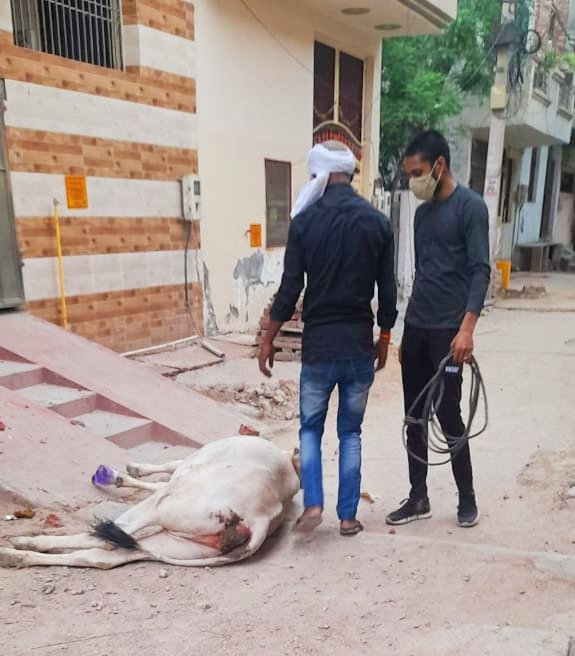 AnkitKatheria12's tweet photo. 🚩#जय_गौ_माता_जय_गोपाल 🚩

#कालिका_गौ_सेवा_दल को मि��ी सूचना दिनांक 9/5/21को सेक्टर 4 जैन मंदिर के पीछे गौ माता बहुत ही घायल अवस्था में मिली मौके पर पहुंचकर उपचार किया 

#अंकित_कठेरिया
कालिका गौ सेवा दल आगरा https://t.co/PoftquTW0w