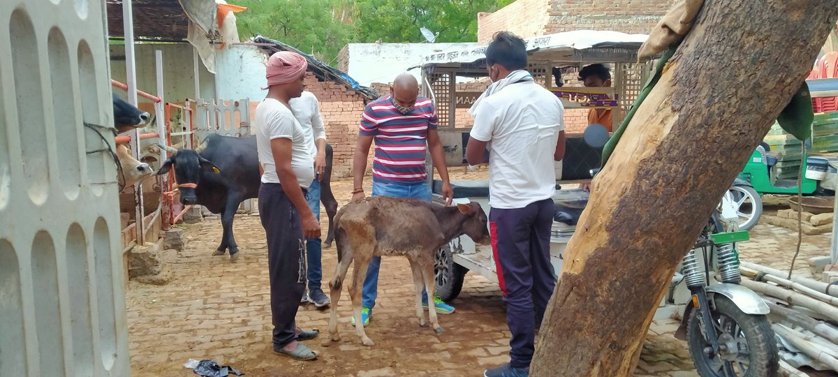 AnkitKatheria12's tweet photo. 🚩#जय_गौ_माता_जय_गोपाल 🚩

#कालिका_गौ_सेवा_दल को मिली सूचना दिनांक 12/5/21को बिलोचपुरा उषा देवी हॉस्पिटल के सामने छोटा सा गोवंश बहुत पीड़ित अवस्था में था जिसका उपचार सरकारी डॉक्टर द्वारा हुआ मौके प�� पहुंचकर गोवंश को कालिका गौशाला पहुंचाया

#अंकित_कठेरिया
कालिका गौ सेवा दल आगरा https://t.co/tLbV8Qwv2Q